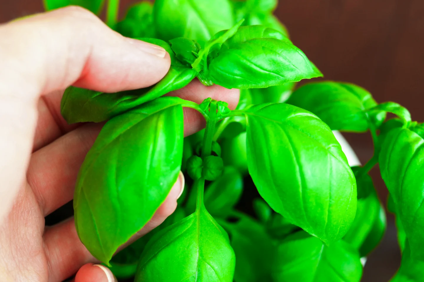 Basilikan latvominen