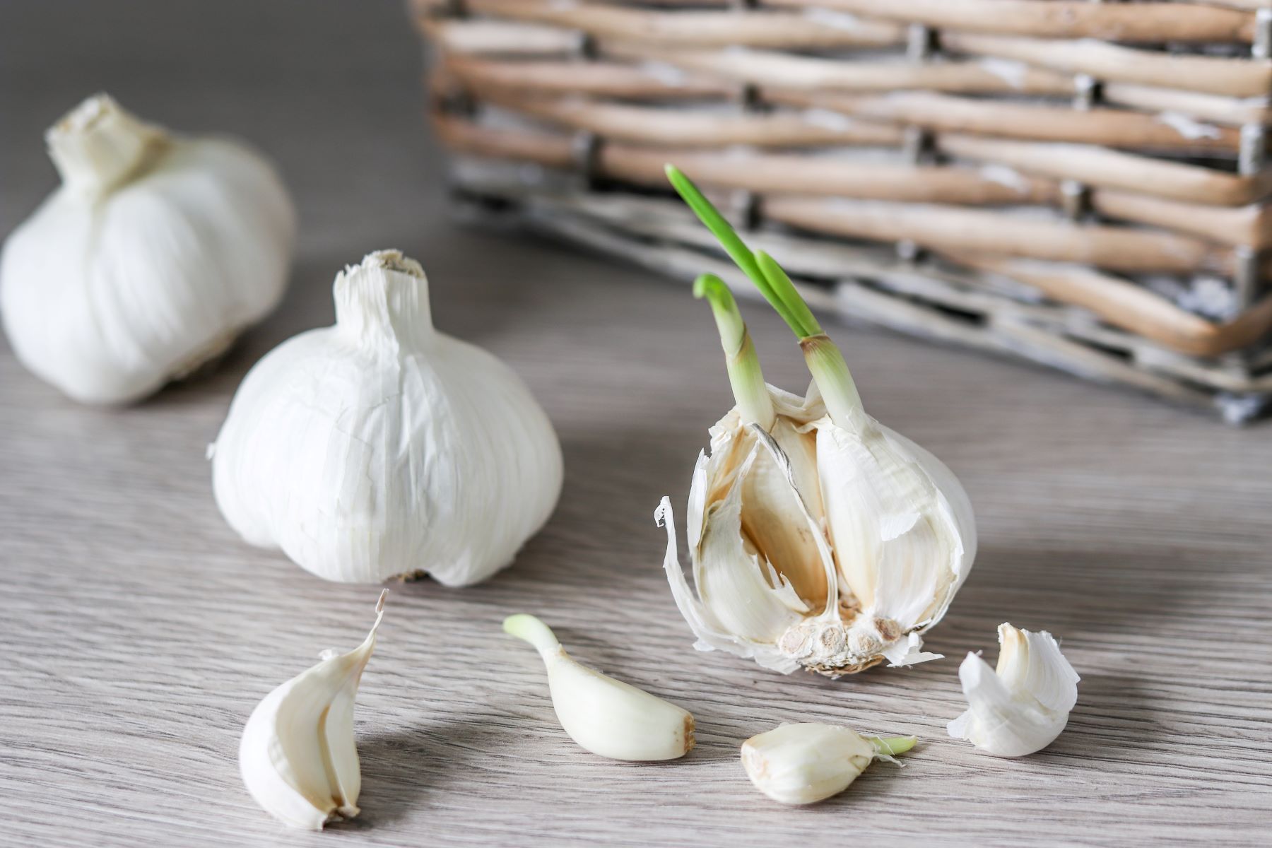 Itänyt valkosipuli, jossa näkyy vihreitä varren alkuja