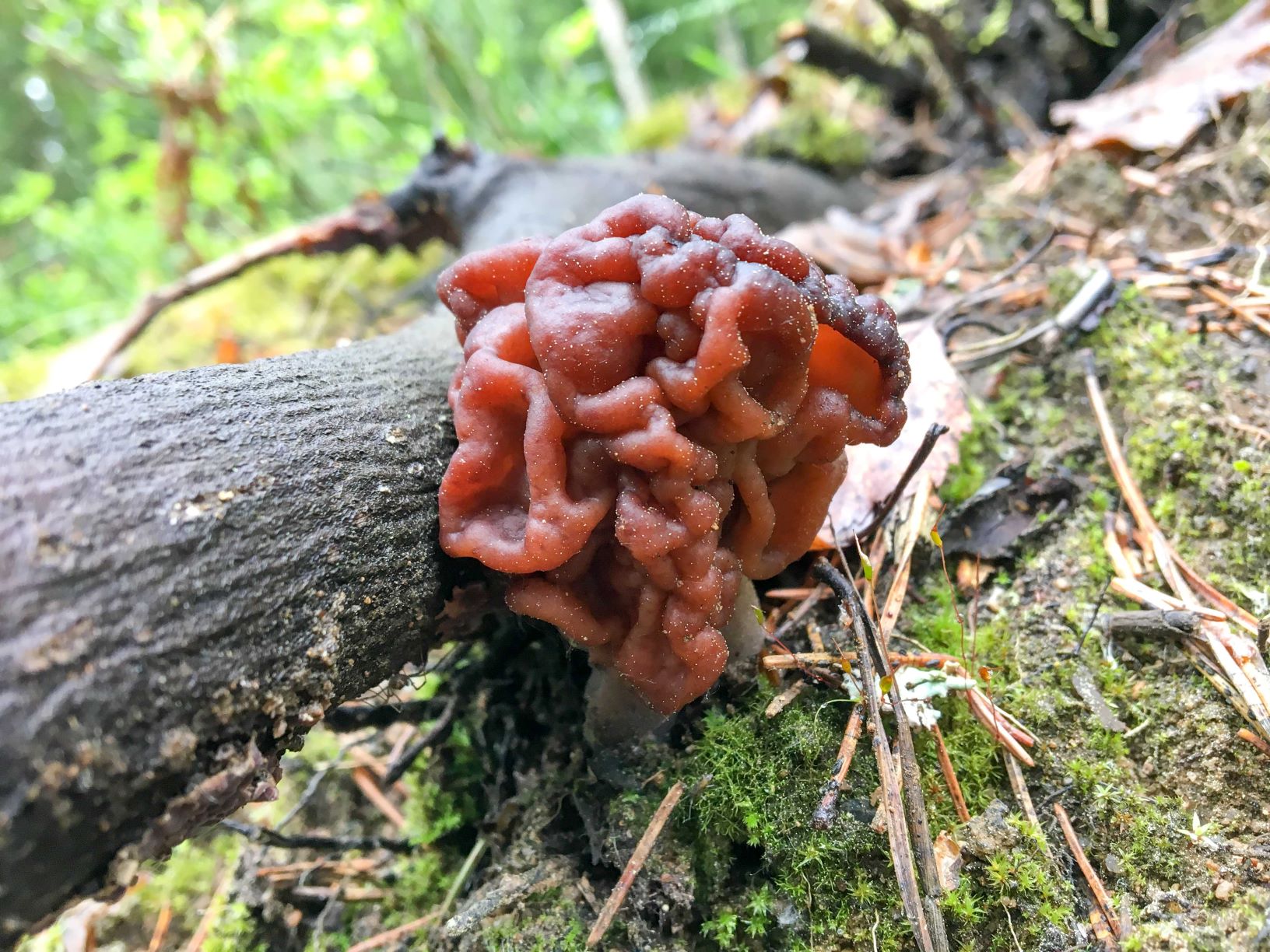 Korvasieni metsässä