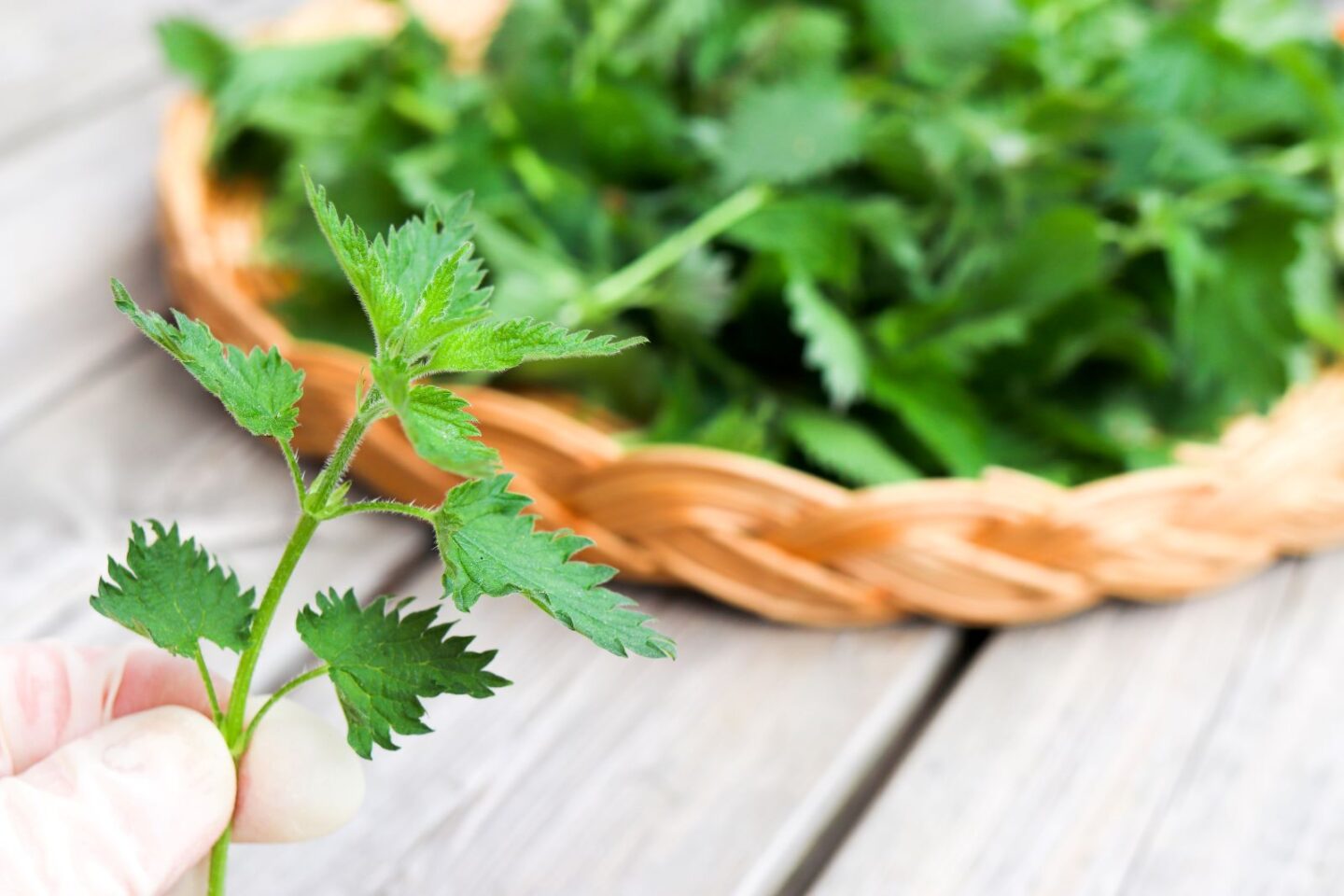 Nokkosen kerääminen