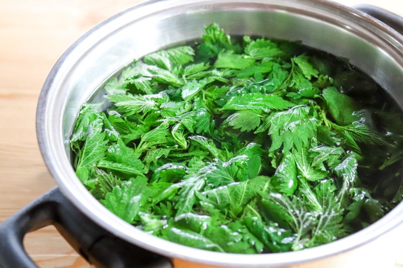 Nokkosen ryöppääminen 