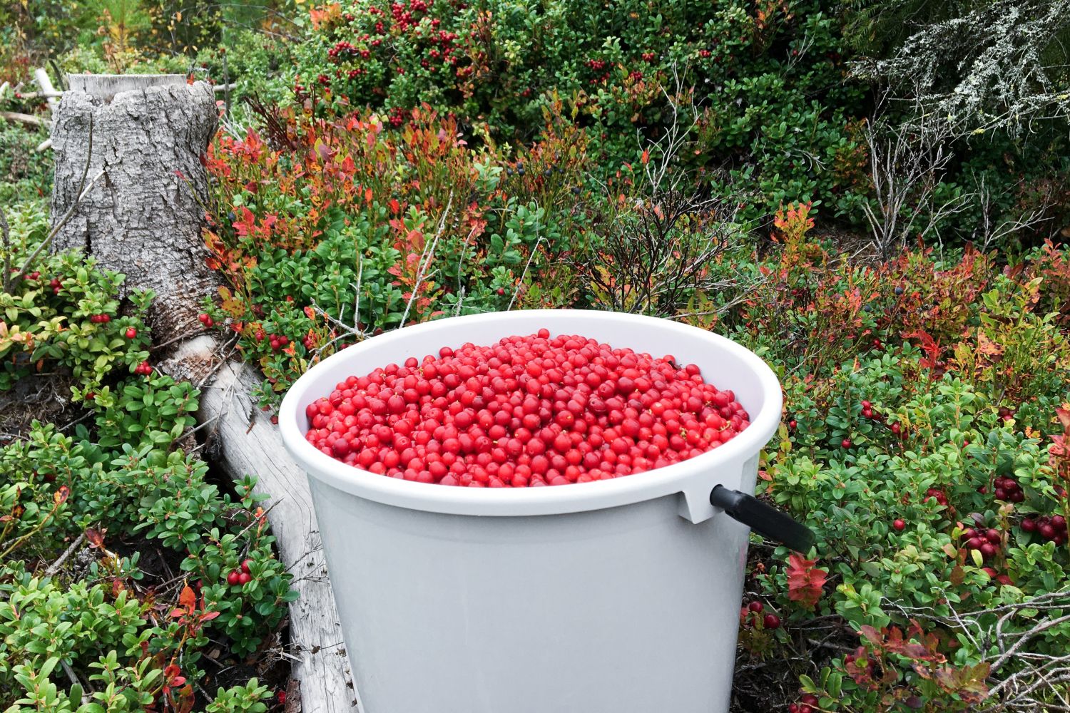 Puolukkaa ämpärissä ennen pakastamista