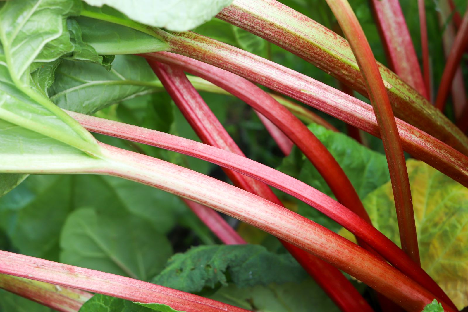 Raparperin varsia lehtineen