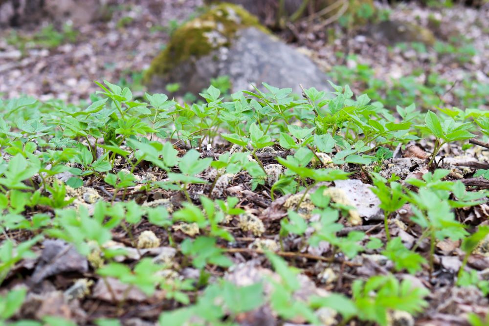 Vuohenputkea laajana kasvustona