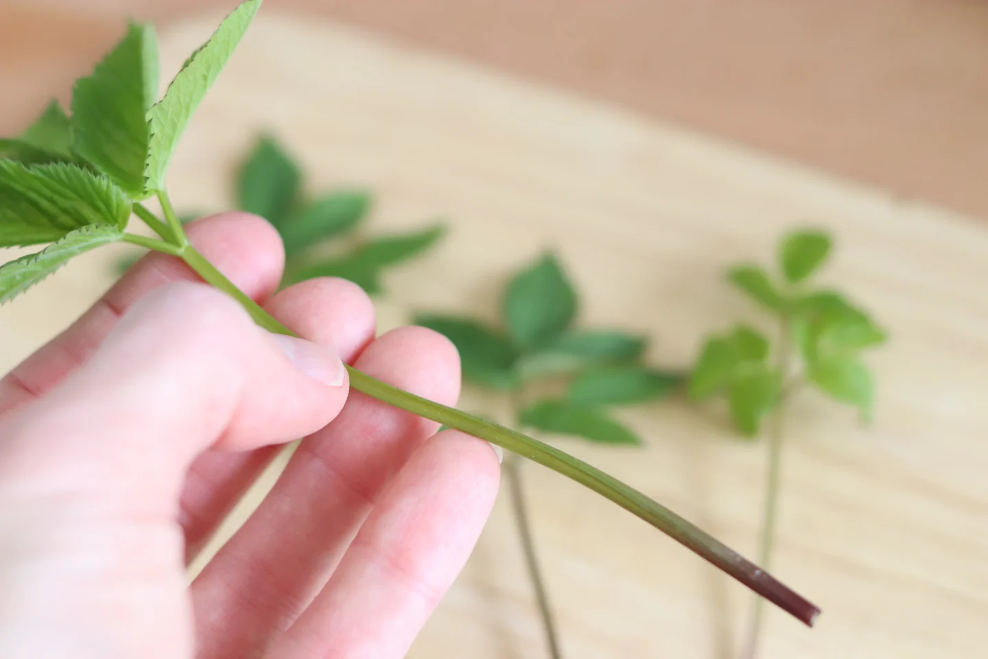 Vuohenputki tunnistaminen