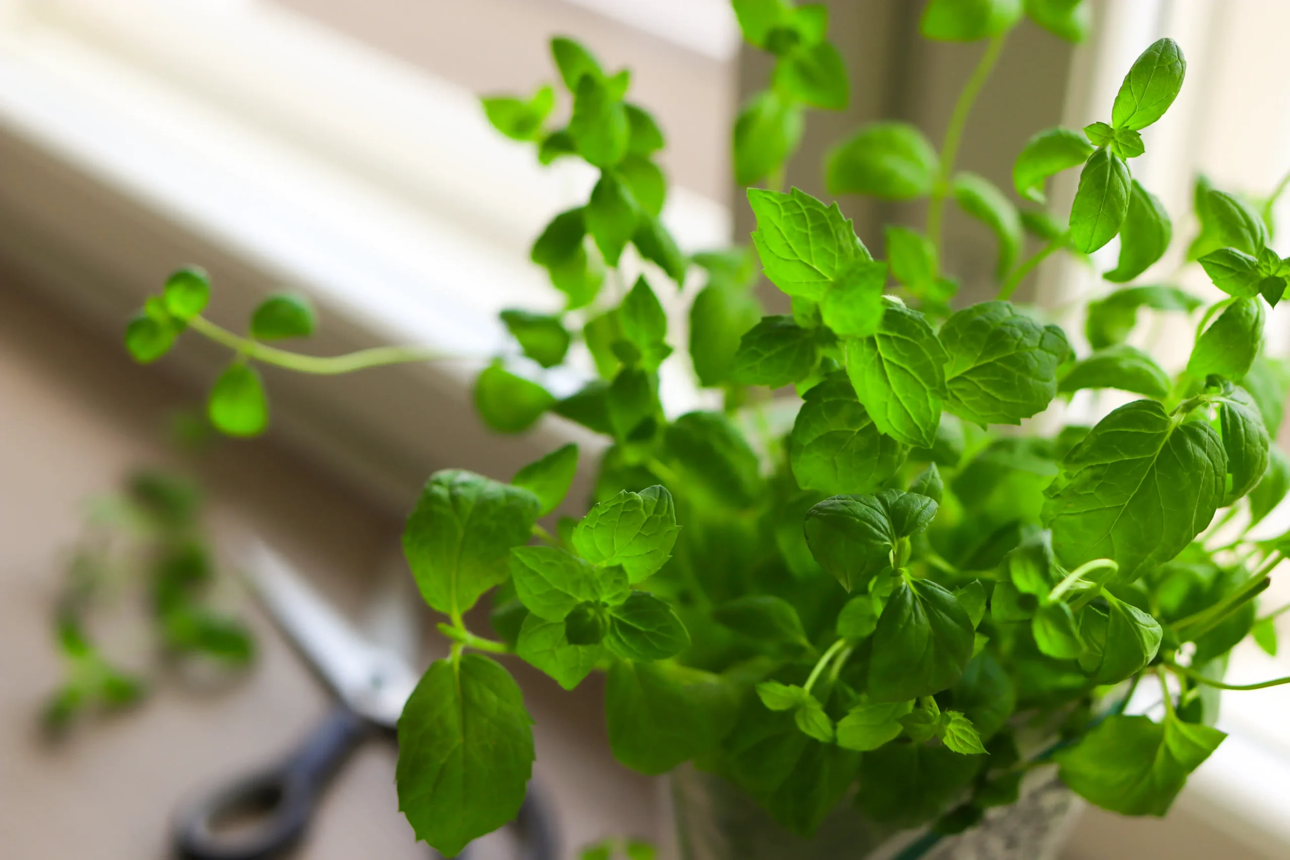 Kaupan ruukkuyrtti kasvamassa ikkunalla