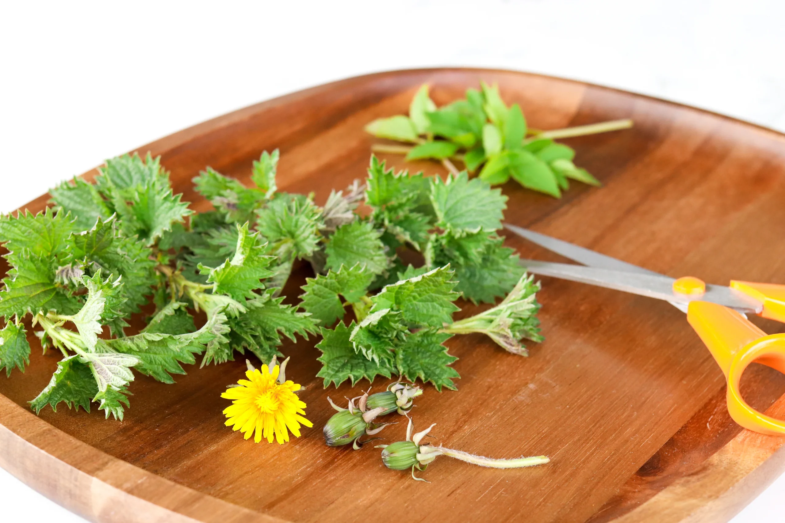 Villiyrttejä keräämisen jälkeen