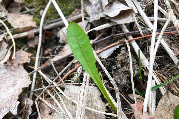 Sileälehtinen voikukka